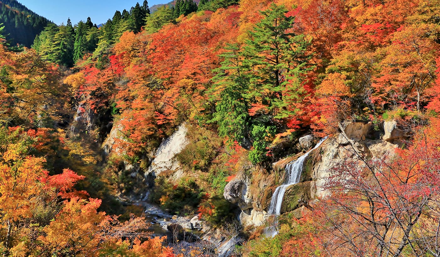 (Yamagata) Mt.Omoshiro Momiji river valley