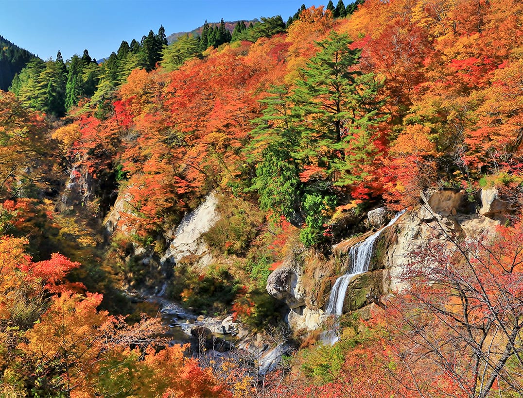 (Yamagata) Mt.Omoshiro Momiji river valley