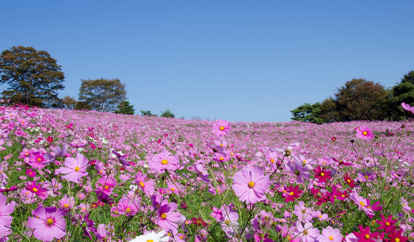 東京　国営昭和記念公園