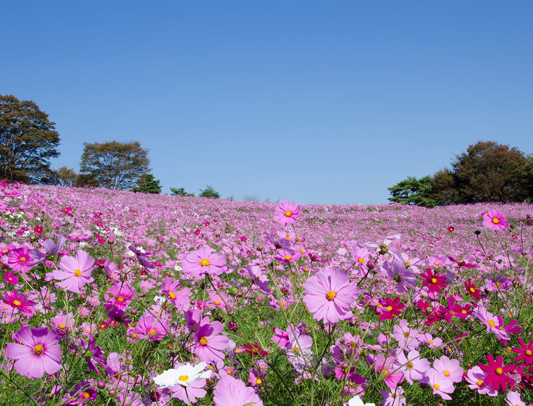 東京　国営昭和記念公園